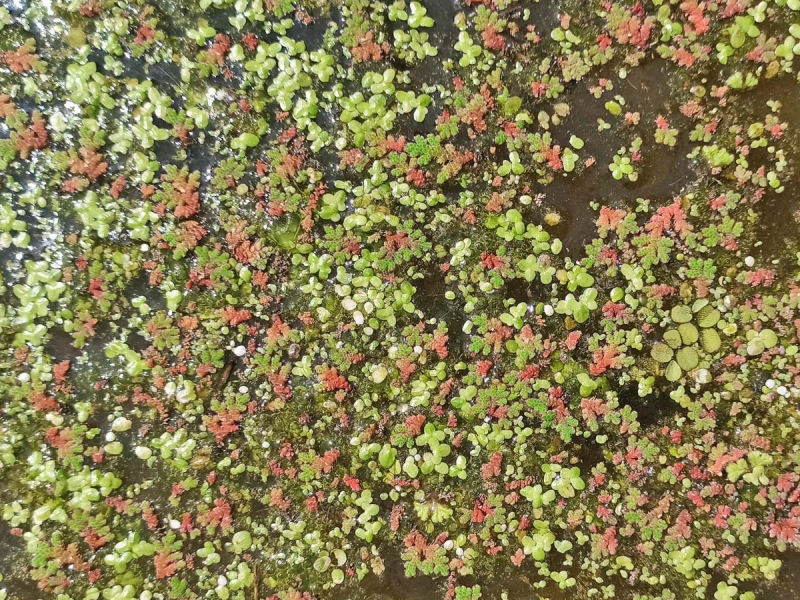 Wasserlinsen Mix - große Portion - ca. 7500 Einzelpflanzen